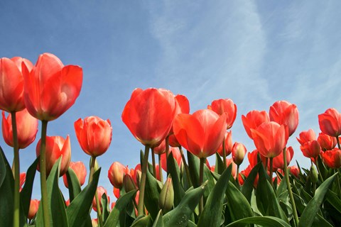 a field of red tulips with a blue sky background