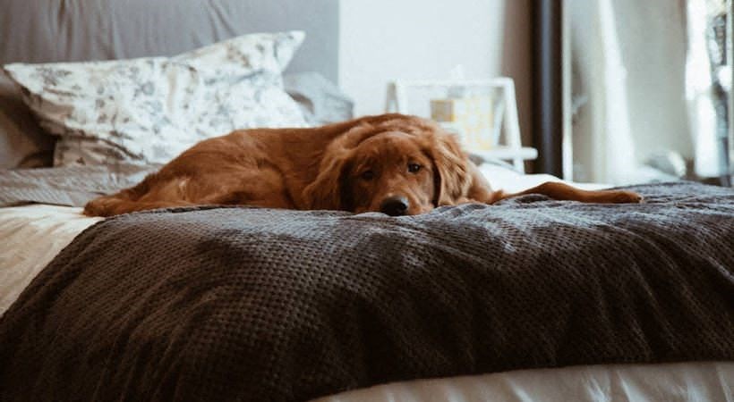 Pet Friendly Community at Addison Medical Center Apartments, San Antonio