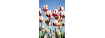 a group of red and white tulips in a field