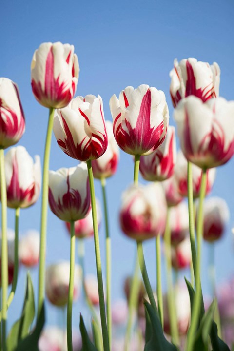 a group of red and white tulips in a field