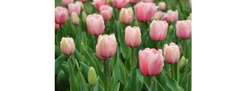 a field of pink tulips with green leaves
