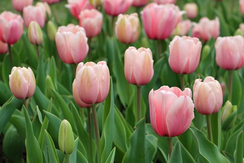 a field of pink tulips with green leaves
