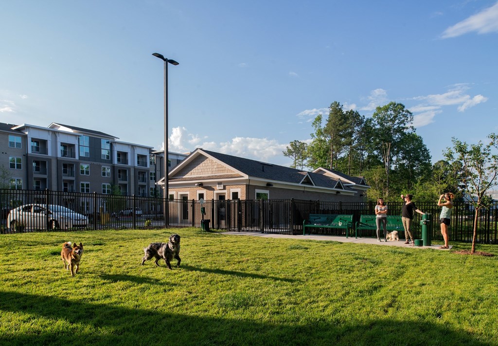 A group of people are playing with dogs in a grassy area.