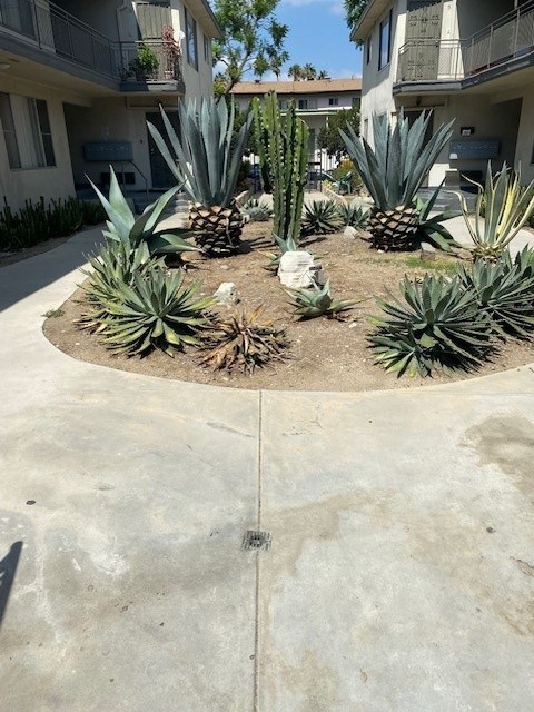 A cactus garden in front of apartment buildings.