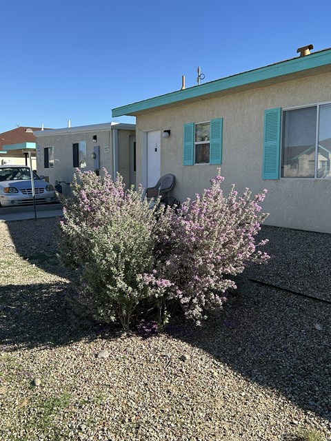 A small bush with purple flowers is in the foreground of a residential area.
