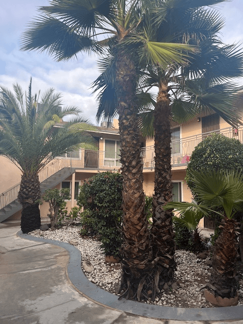 A palm tree in front of a building.