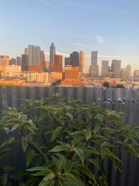A city skyline is visible behind a fence with green plants in the foreground.