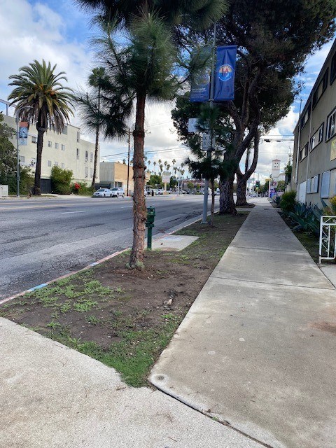 A tree in a planter on a sidewalk.