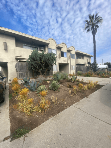 A row of houses with a palm tree in the front yard.