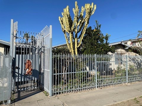 A cactus stands tall behind a metal fence.
