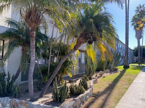 A row of palm trees in front of a building.