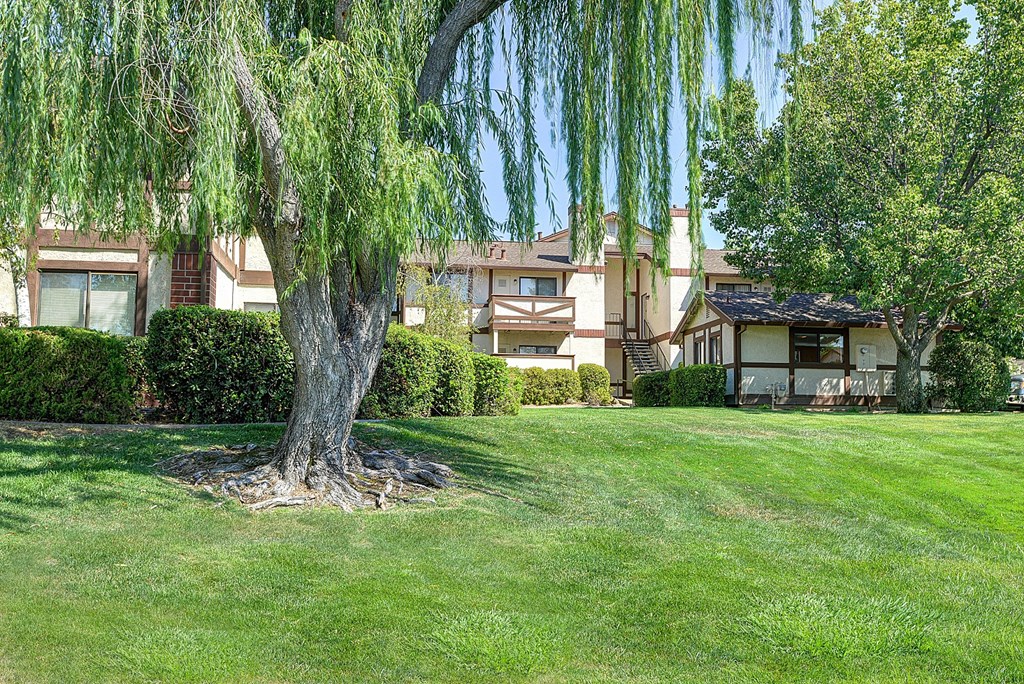 Shaggy Tree with Grass and Apartment Exteriors