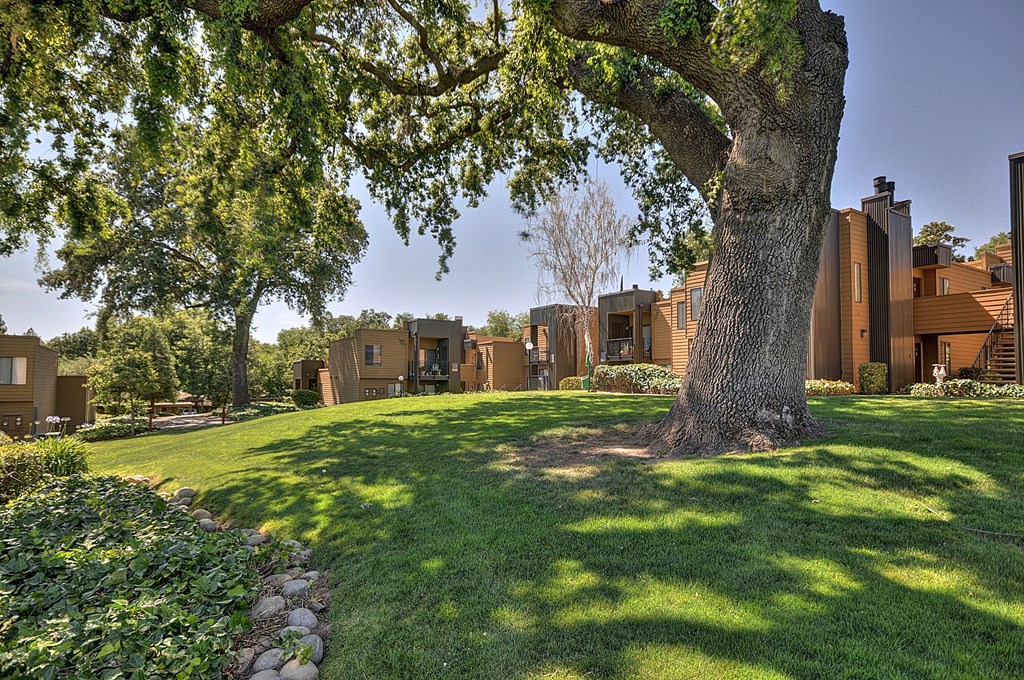 Beautiful landscaping and green grass area around a large oak tree with views of the buildings in the distance.at Fountains of Fair Oaks, Fair Oaks, CA 95628
