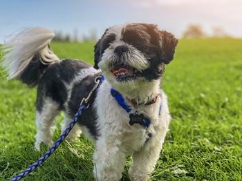 A small black and white dog with a blue leash is standing on a grassy field.