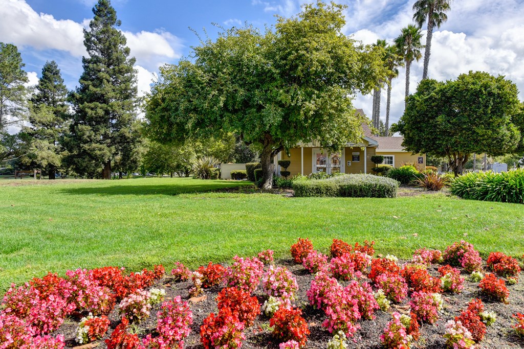 Community grounds with large grassy felid area, red flowers and leasing office in the distance at Vineyard Terrace Apartments, Napa, California