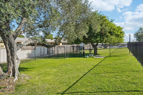 A tree in a yard with a fence in the background.