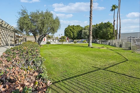 A large, well-maintained lawn with a fence and trees in the background.
