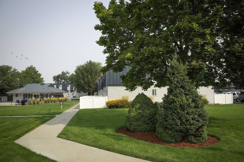 a yard with two shrubs and a tree in front of a house
