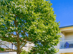Resort Style Community at Harvest Park Apartments, Santa Rosa, California