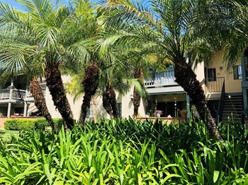 Palm Trees - Photo Gallery 5