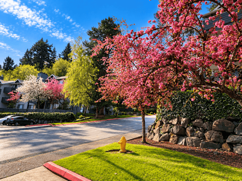 A tree with pink flowers is in the foreground of a residential street.