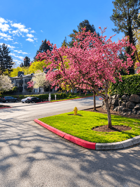 A tree with pink blossoms is in the middle of a street.