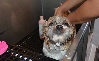 Cute pup in dog wash at the Link Paws Spa