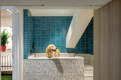 A dog is sitting on a tiled bench in a bathroom.