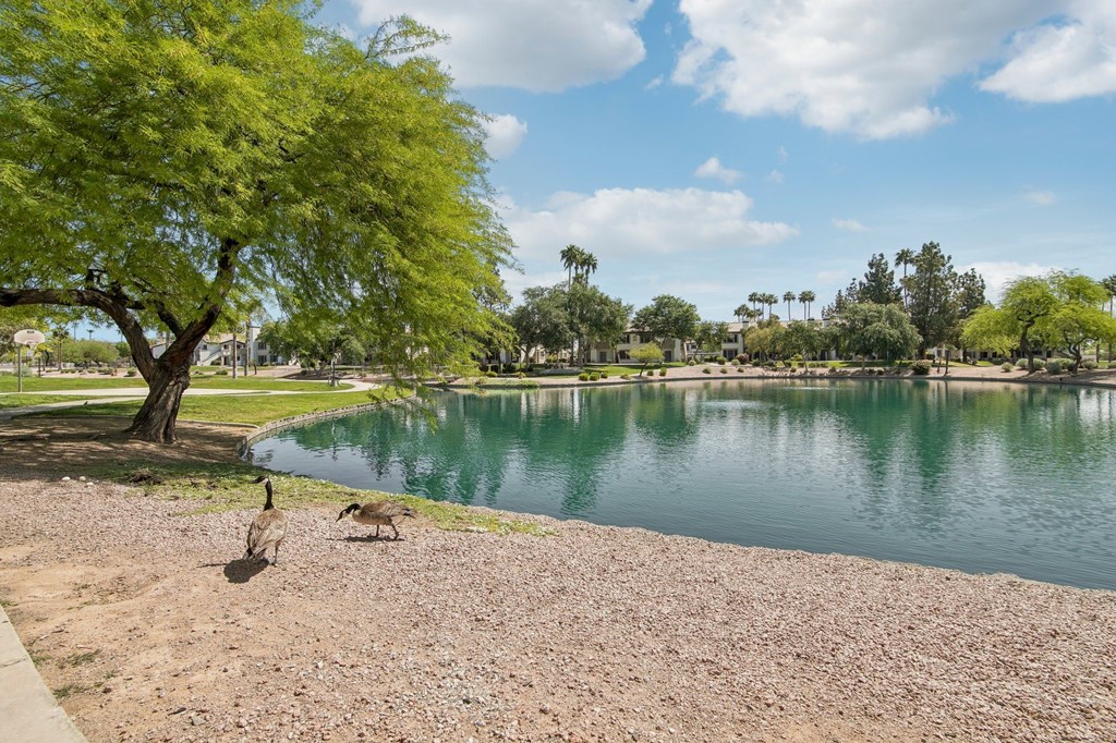 Two birds are walking on the ground near a body of water.