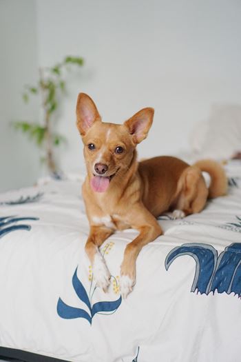 Pet Friendly at Newberry Square Apartments, Lynnwood, 98087