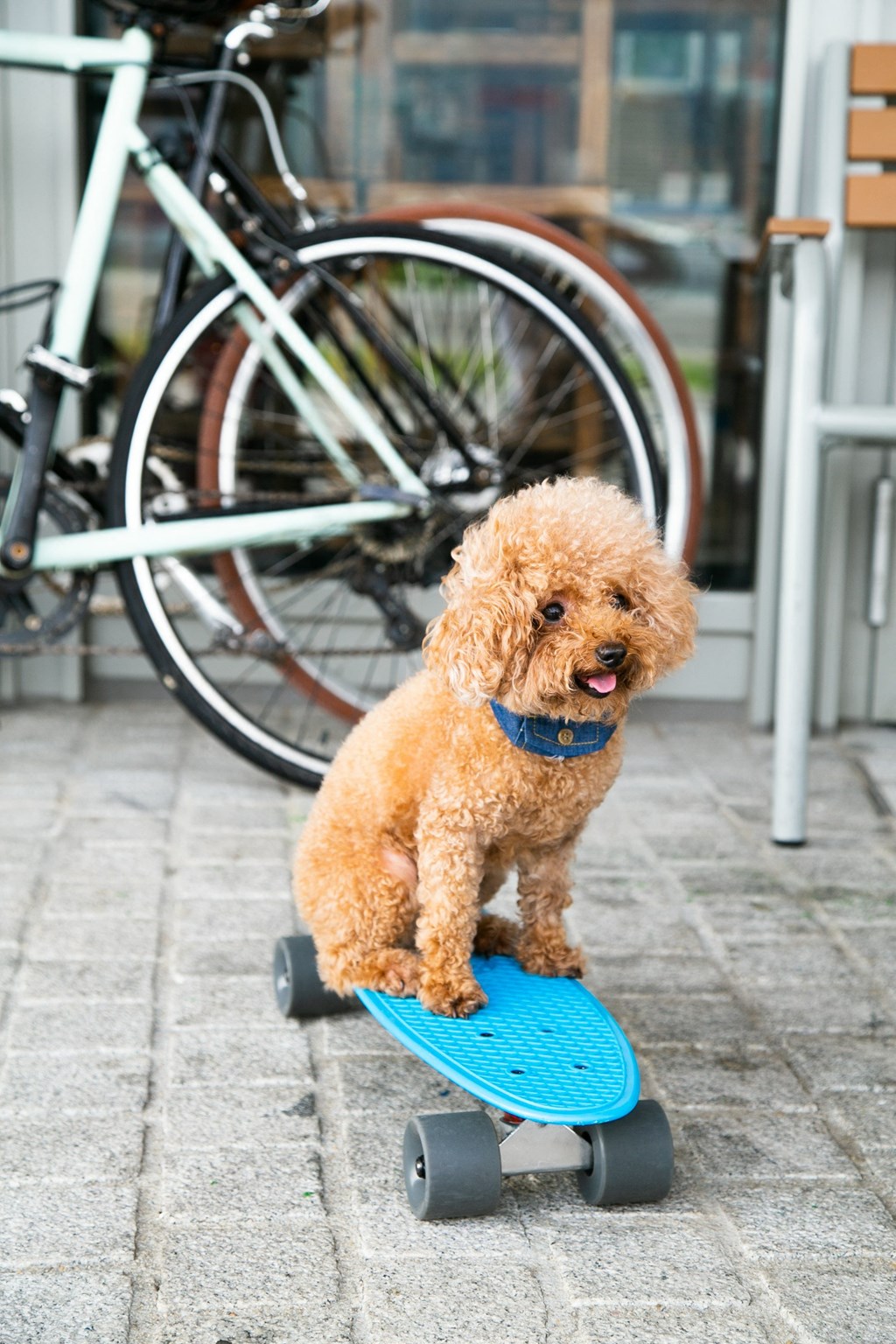 a dog sitting on a skateboard on the sidewalk