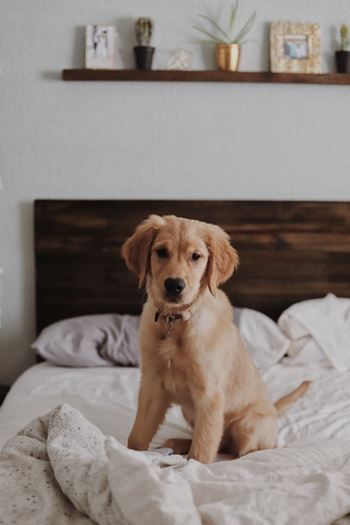 Pet Friendly Puppy at Pointe Luxe Apartment Homes, San Diego, California, 92110