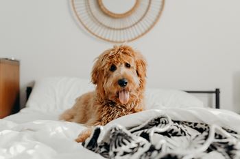 dog on bed at Russellville Commons, Portland, OR