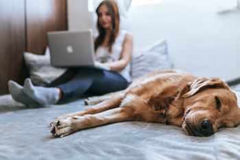Woman Working On A Laptop, Besides Dog at Riverwalk at Happy Valley, Oregon, 97086