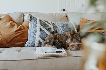 Sleeping Dog at Maddox Apartments