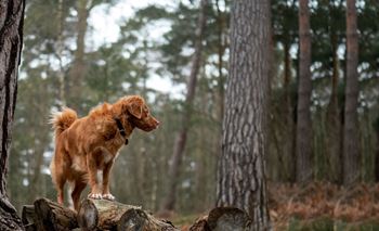 dog in the woods  at Westview Heights Apartments, Portland, OR