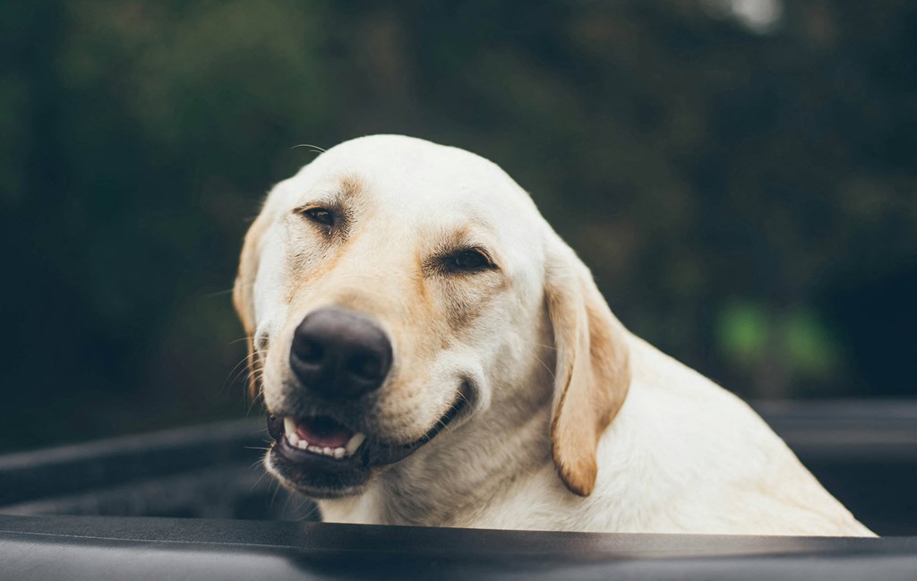 a yellow labrador retriever in the back of a car