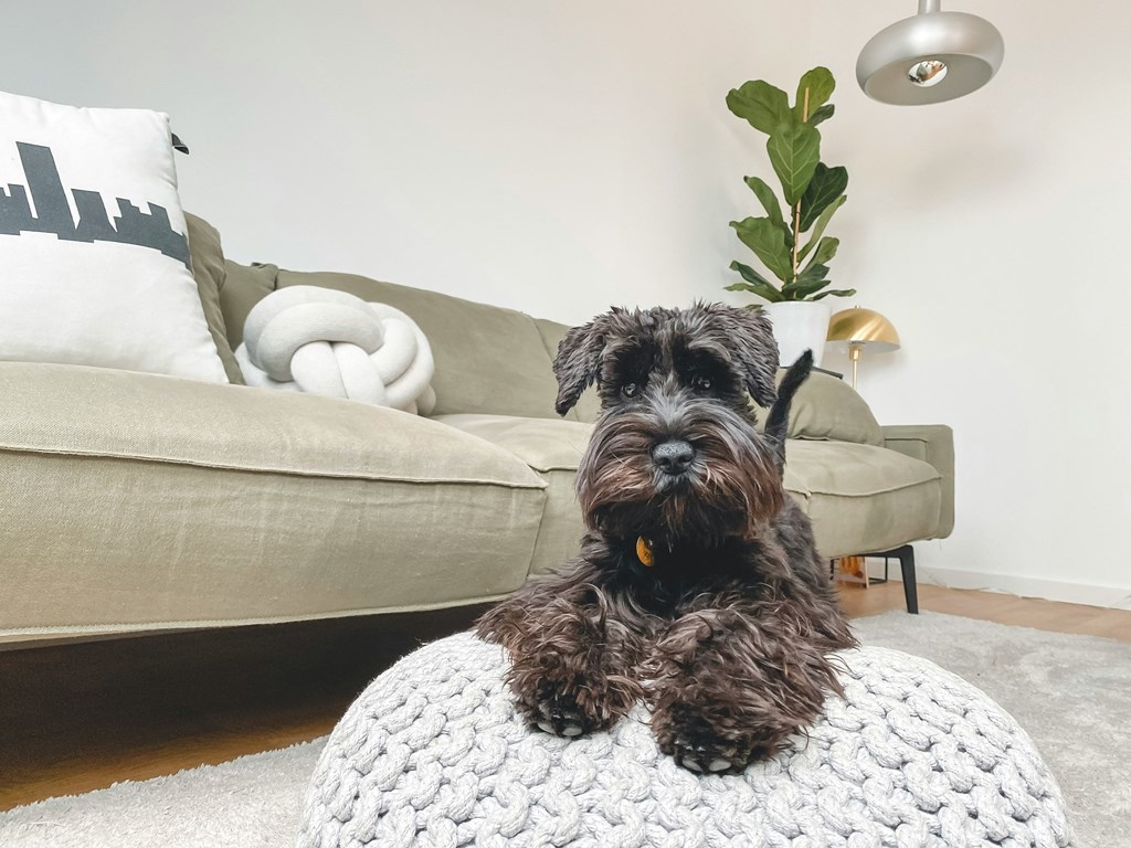 a small dog sitting on a rug in a living room