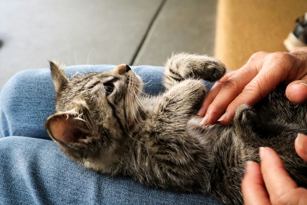 a cat laying on its back being petted by its owner