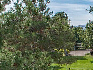 100 Best Apartments In Reno Nv With Reviews Rentcafe