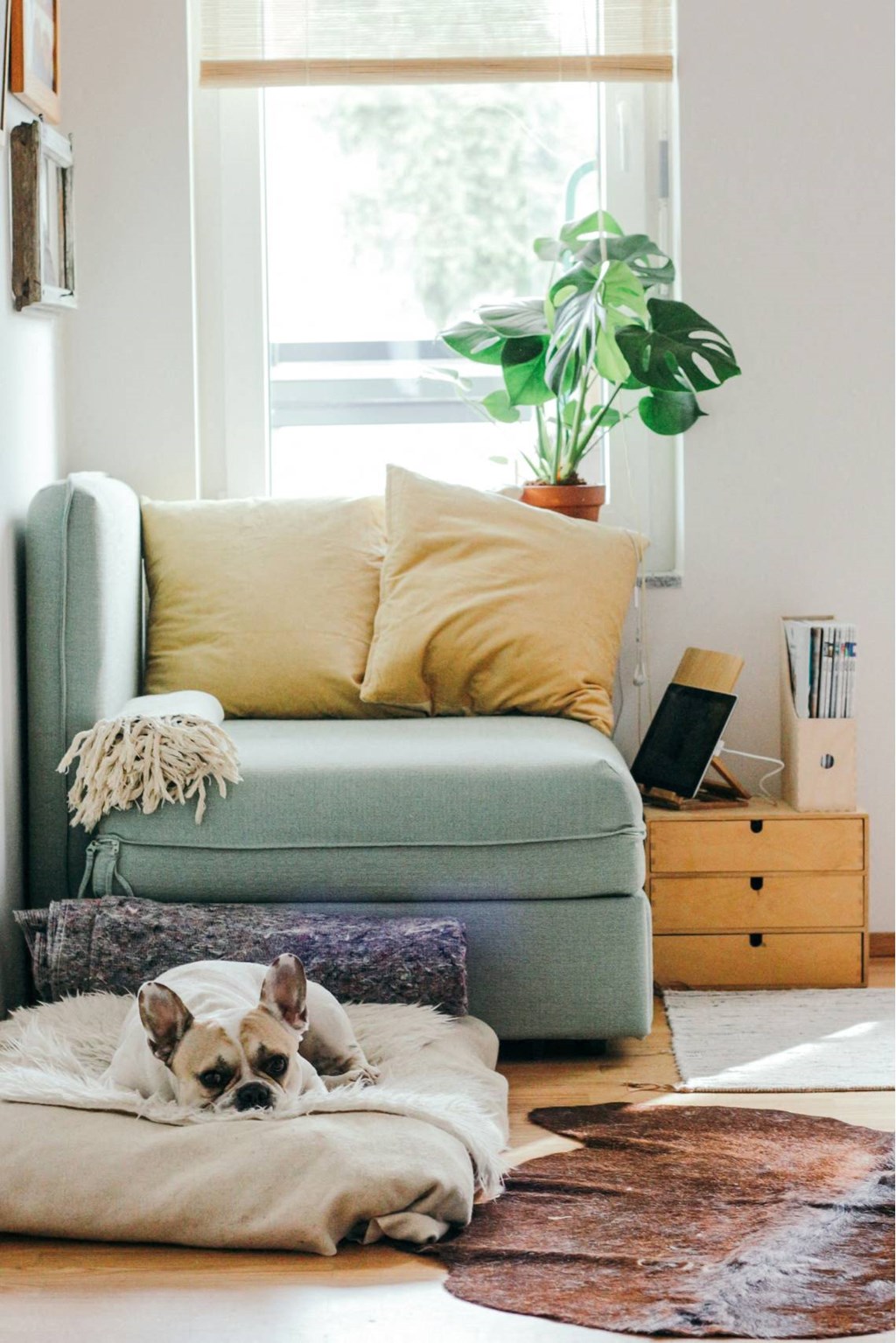 a dog laying on a pillow on a couch in a living room