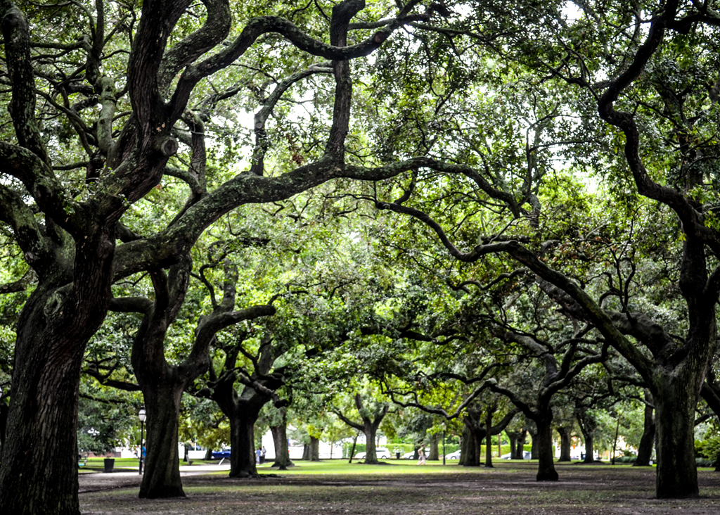 Apartments in Moncks Corner, SC