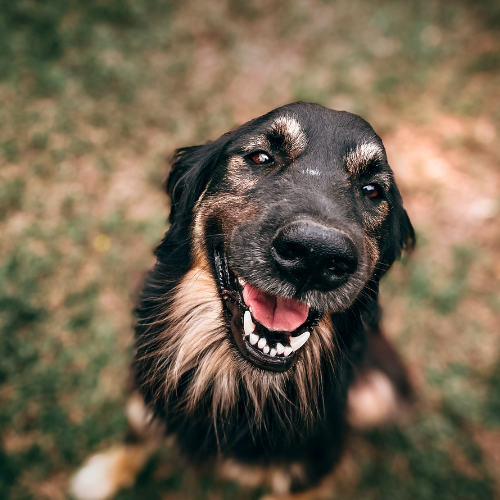 Pet-Friendly Townhomes