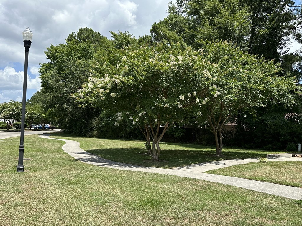 a tree with white flowers in a park next to a sidewalk