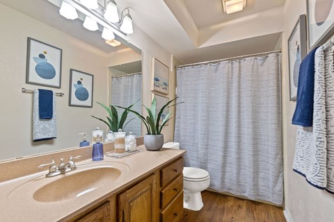 A bathroom with a toilet, sink, and a potted plant.