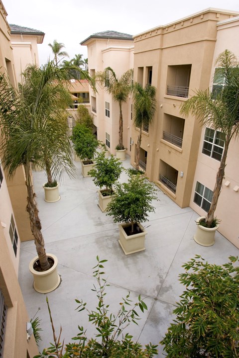 a courtyard filled with palm trees and plants