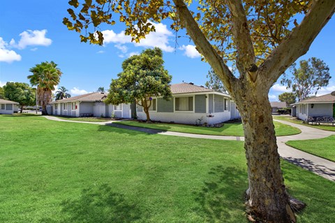 A tree with yellow leaves is in the foreground of a grassy area with houses in the background.