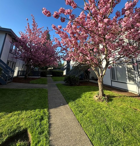 A tree with pink blossoms stands in a grassy area.