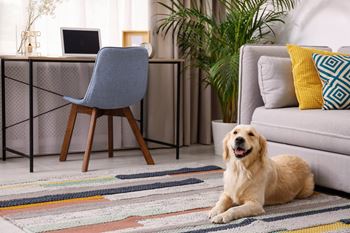 a dog laying on a rug in a living room