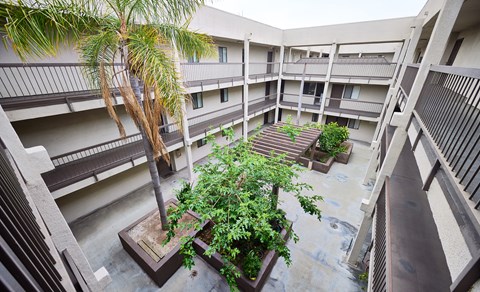 A courtyard with a palm tree and potted plants.